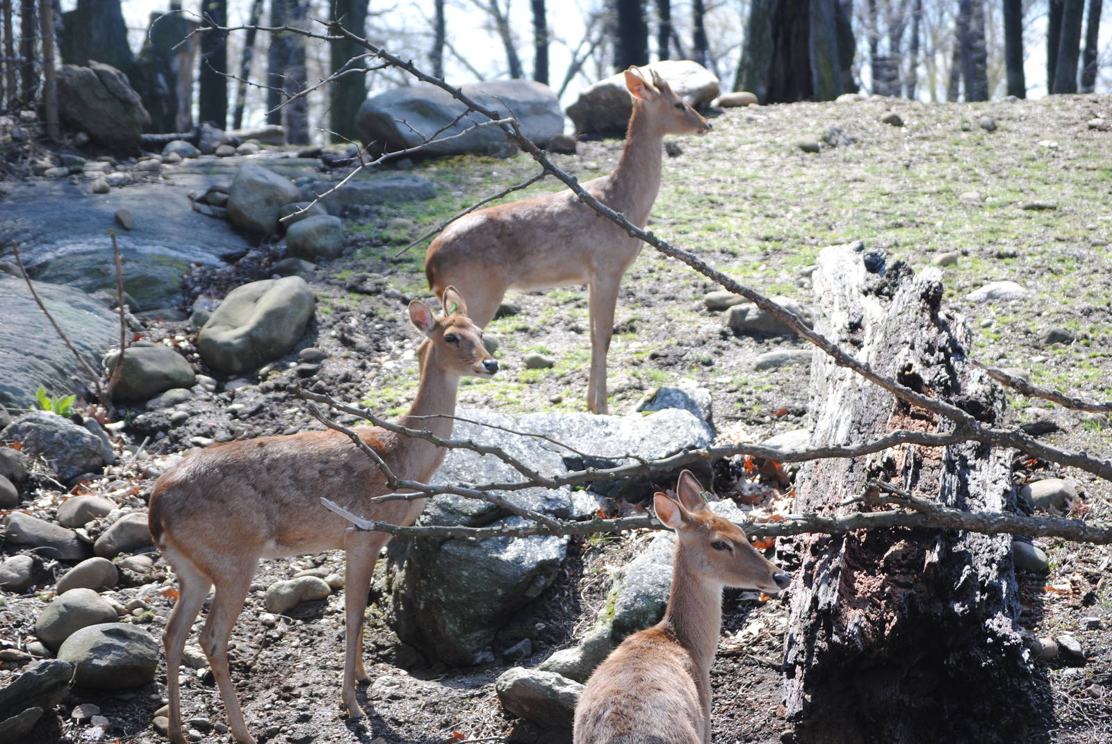 Burmese Brow-Antlered Deer