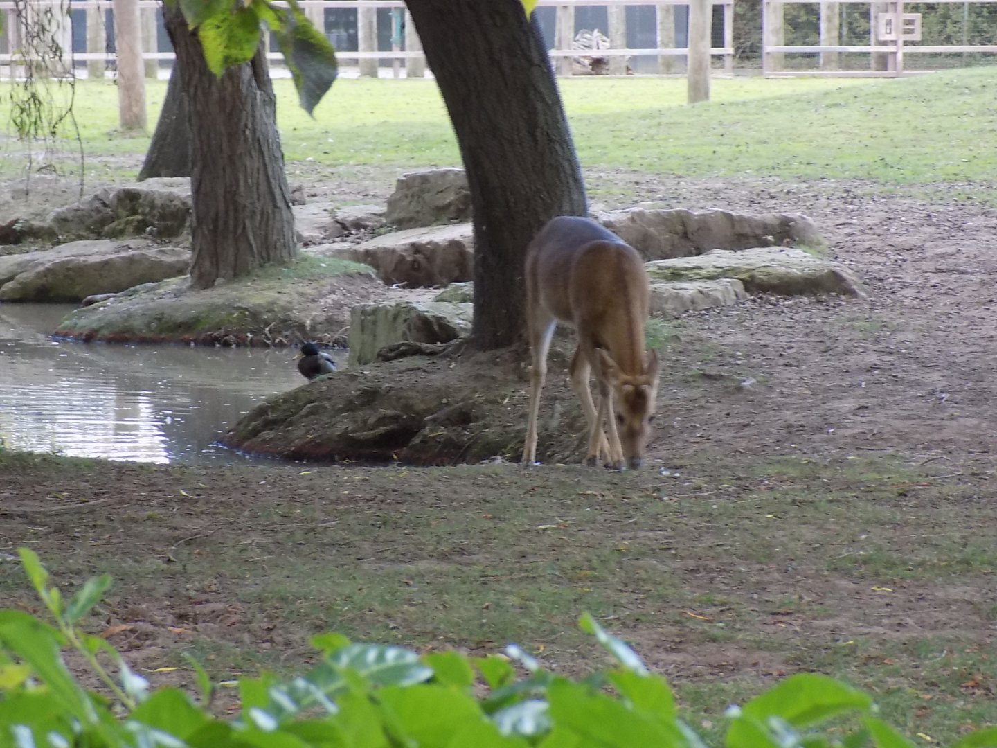 Burmese Brow-Antlered Deer