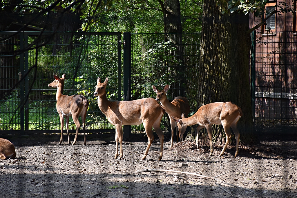 Burmese brow-antlered deer