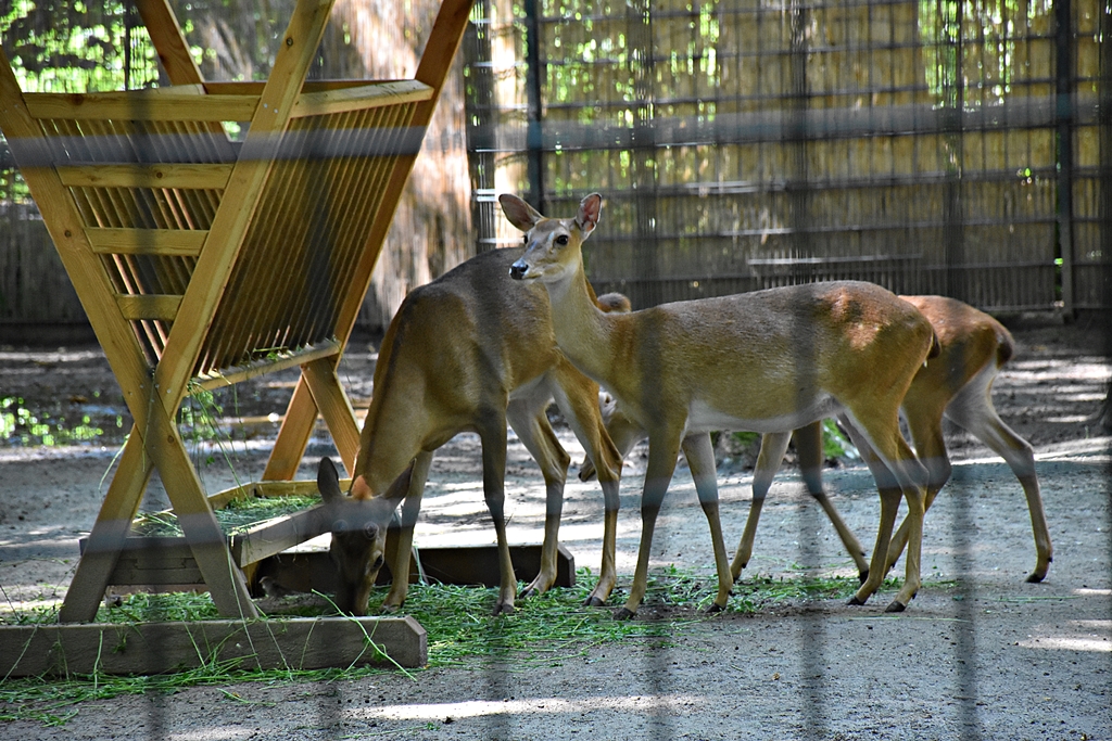 Burmese brow-antlered deer