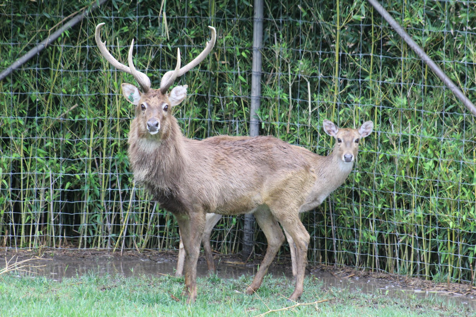 Burmese Brow-Antlered Deer