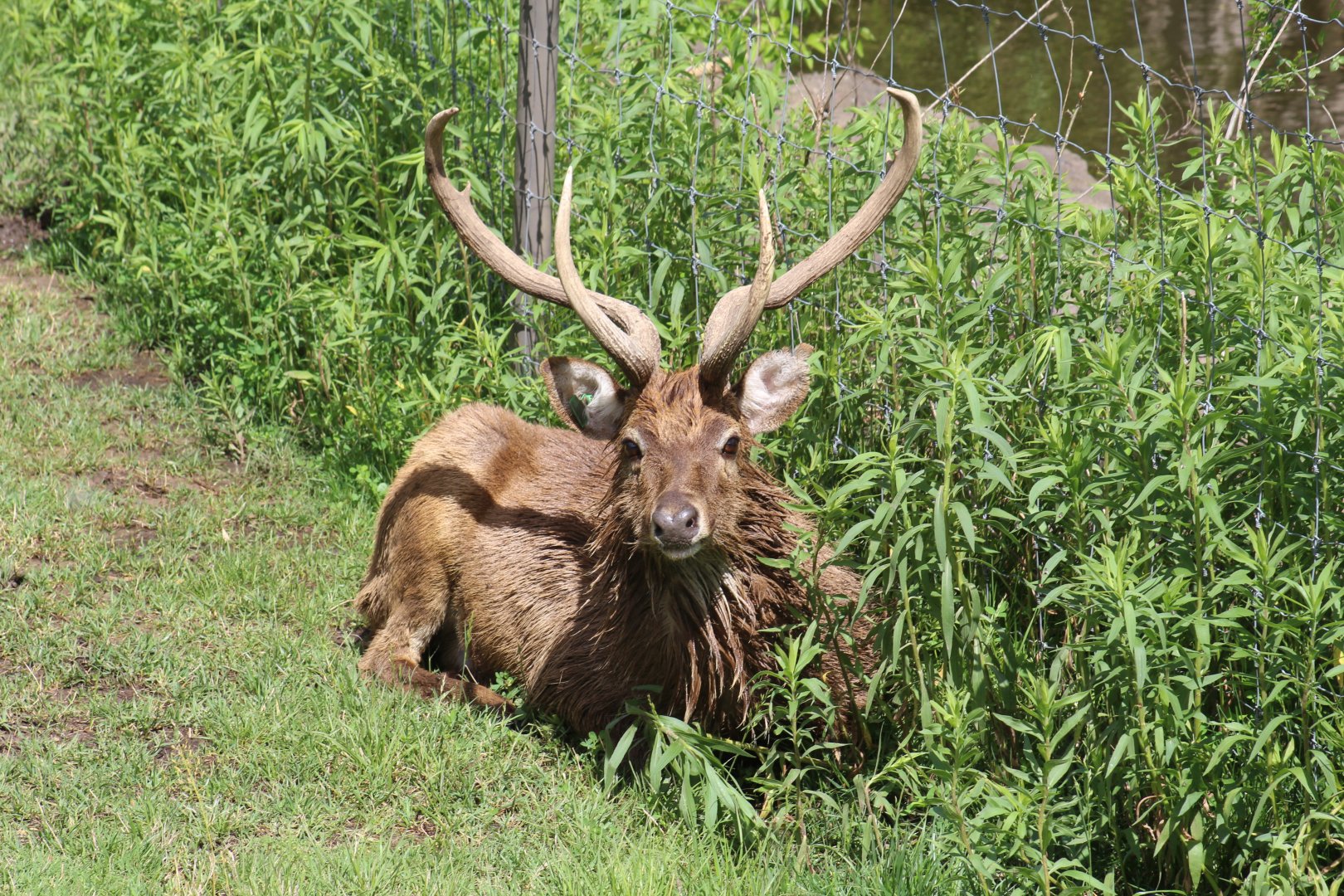 Burmese Brow-Antlered Deer