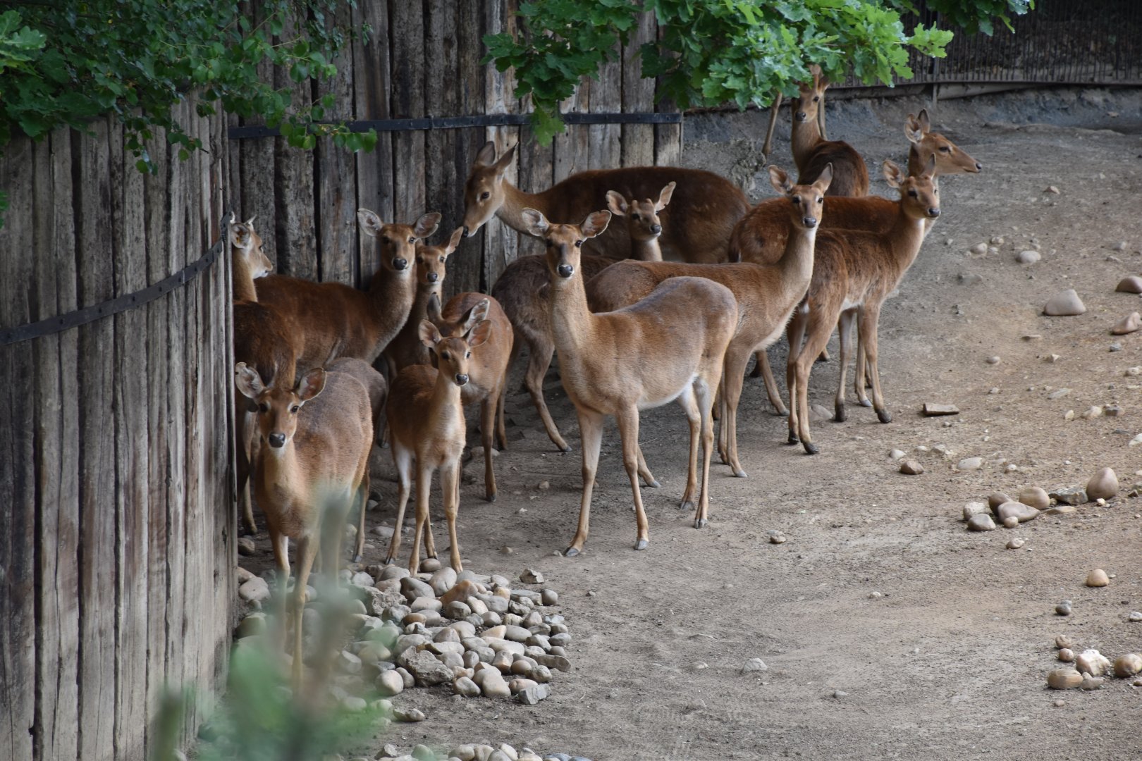 Burmese brow-antlered deer