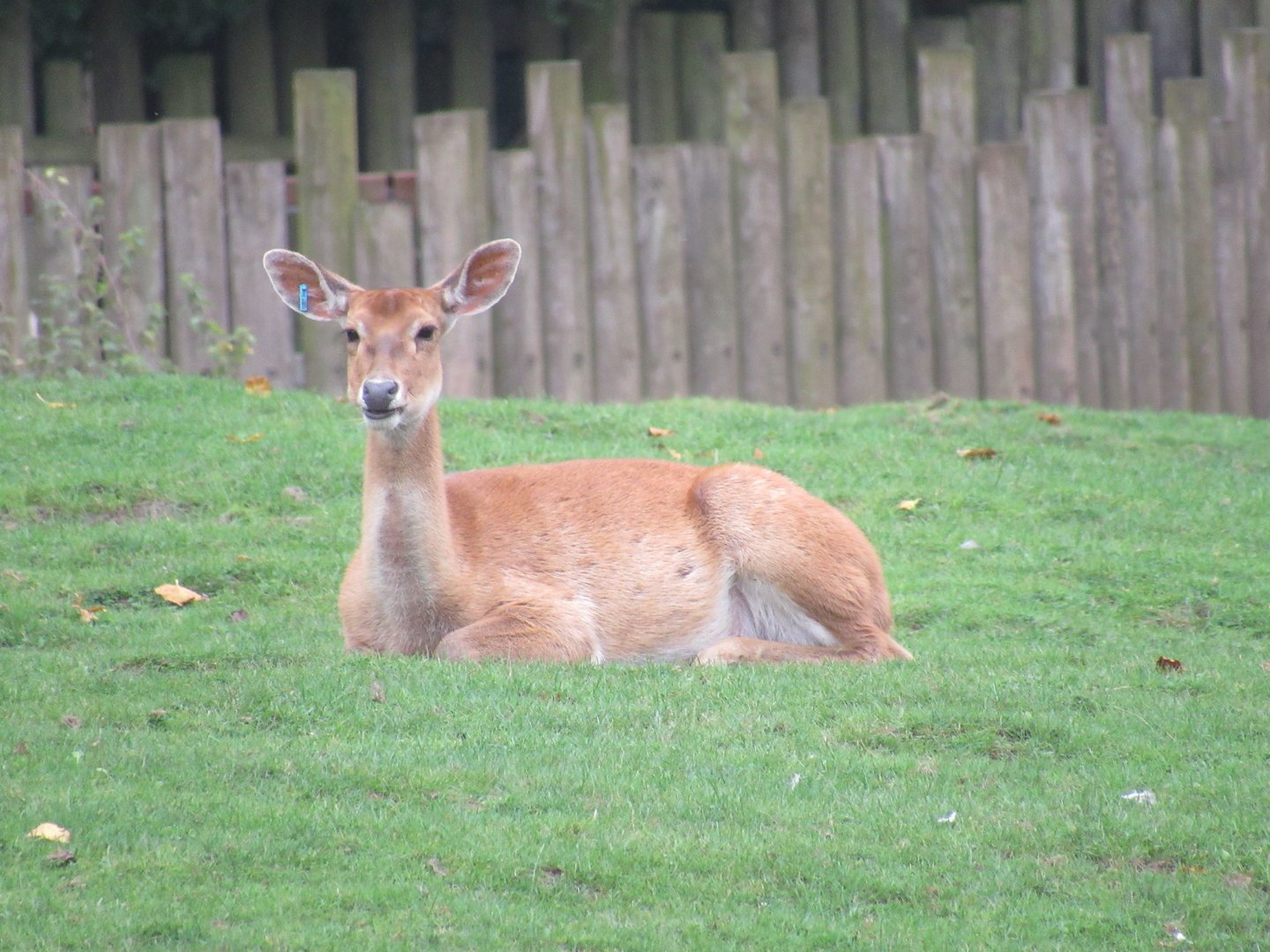 Burmese Brow-Antlered Deer