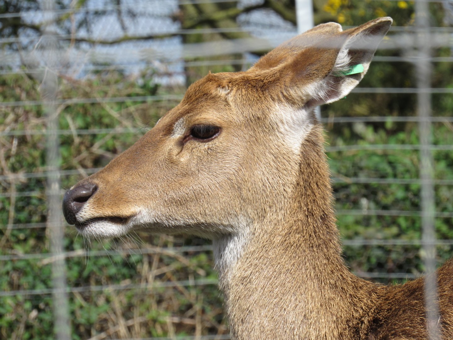 Burmese brow-antlered deer