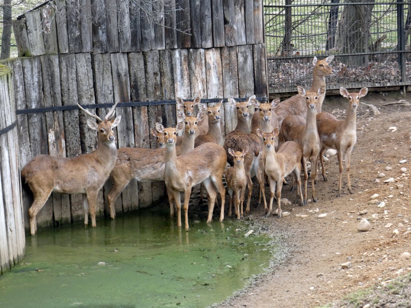 Burmese brow-antlered deer