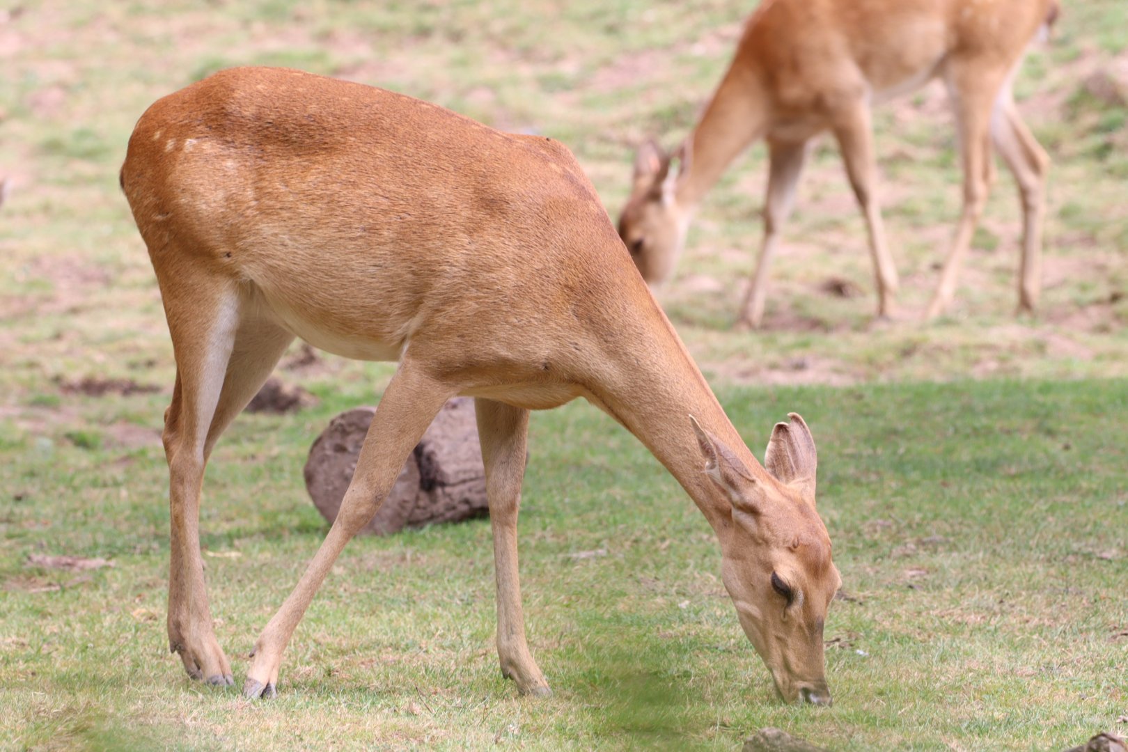 Burmese Brow-antlered Deer