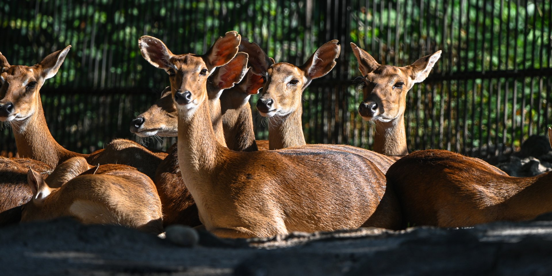 Burmese brow-antlered deers