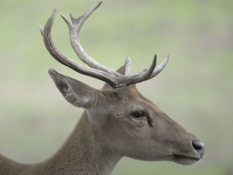 Burmese brow antlered stag