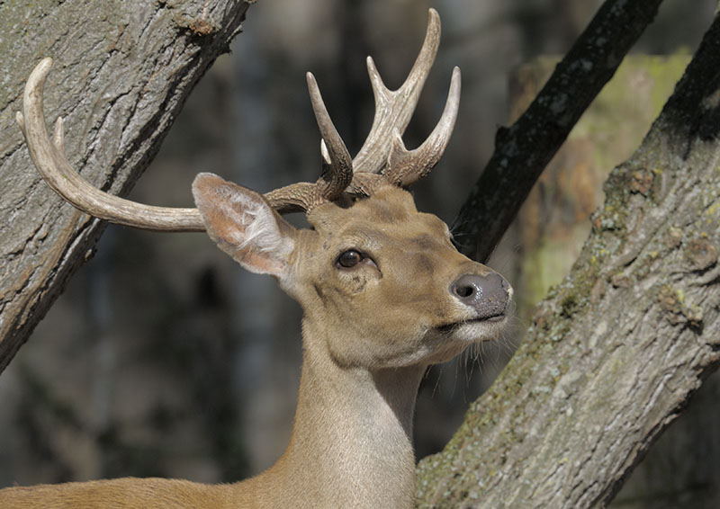 Burmese brow antlered stag