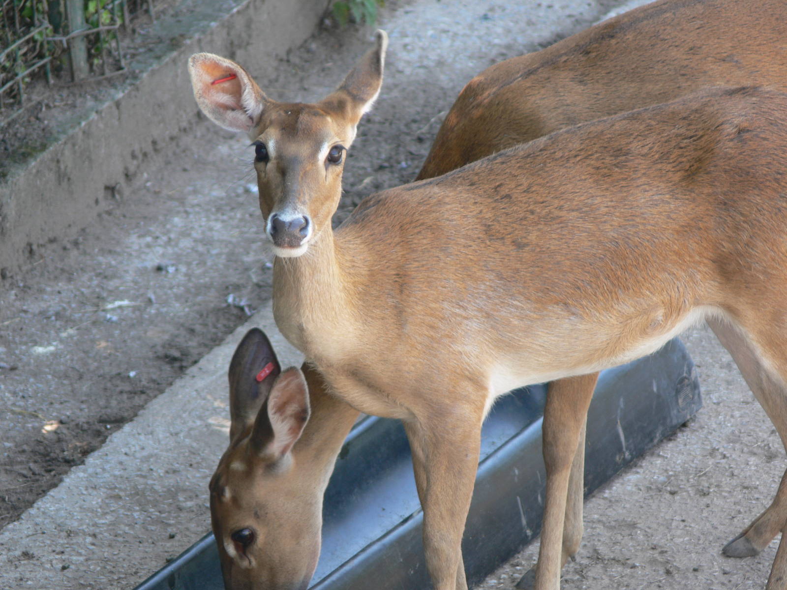Burmese Brown Antelered Deer at Chester Zoo, 06/07/13
