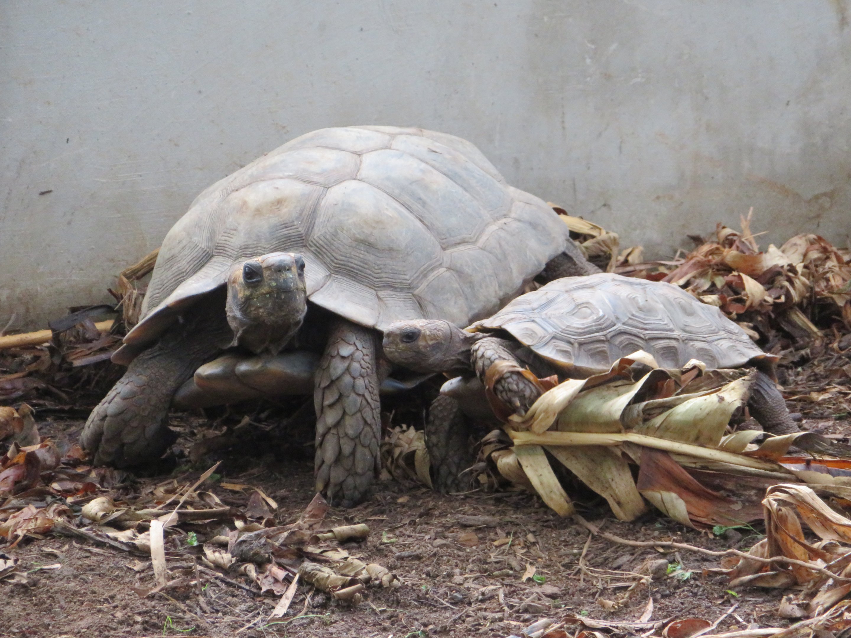 Burmese Brown Forest Tortoises