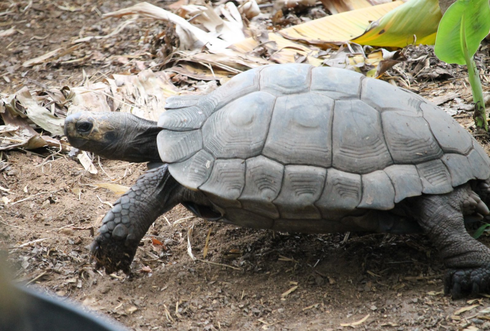 Burmese Brown Mountain Tortoise (Manuoria emys emys)