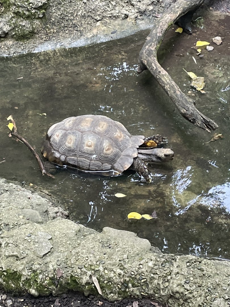 Burmese Brown Mountain Tortoise
