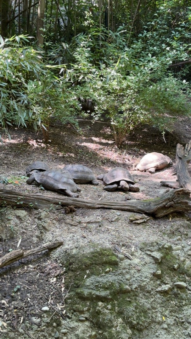 Burmese Brown Mountain Tortoises