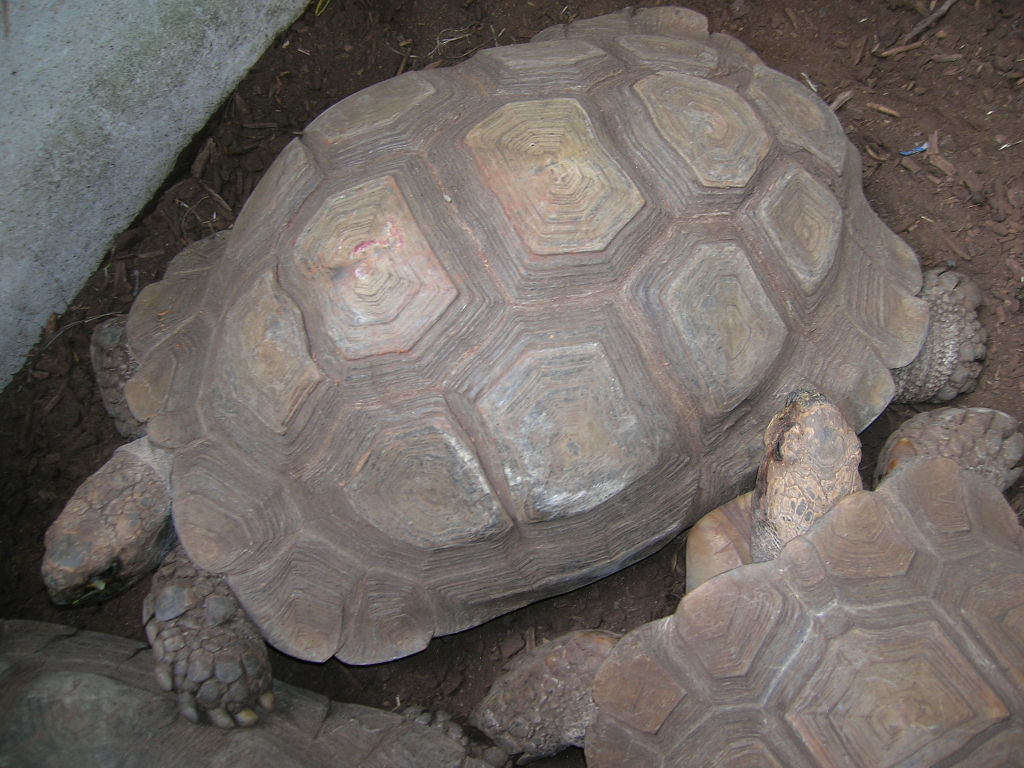 Burmese Brown Tortoise 5-17-10
