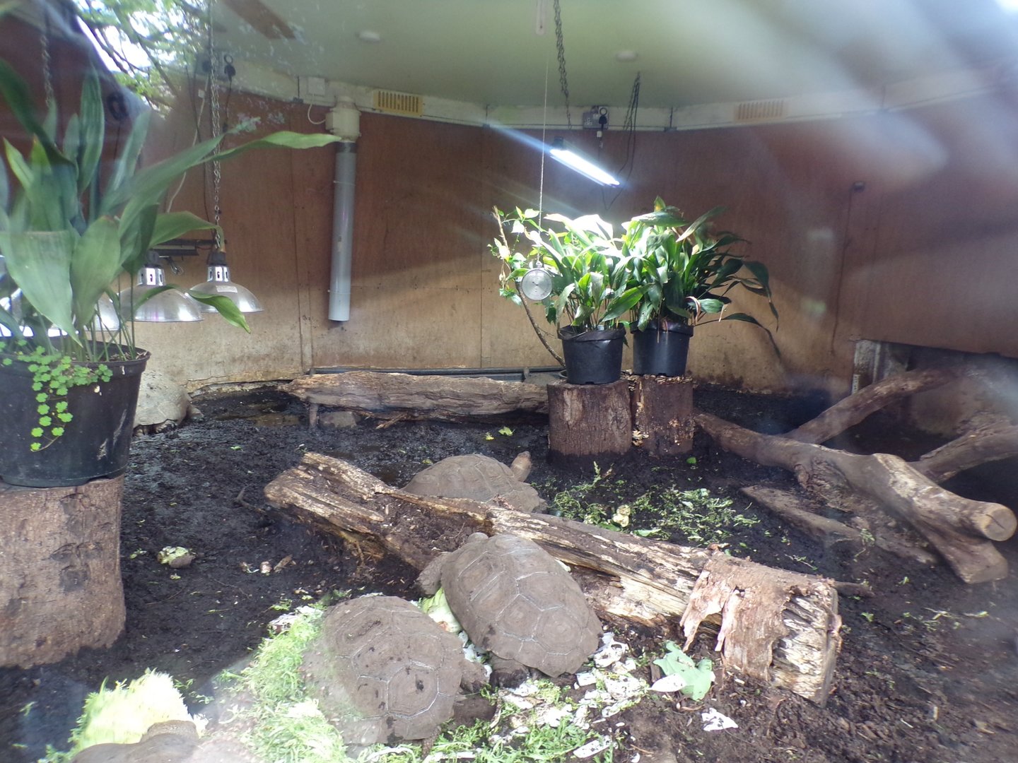 Burmese brown tortoise enclosure 7.5.23