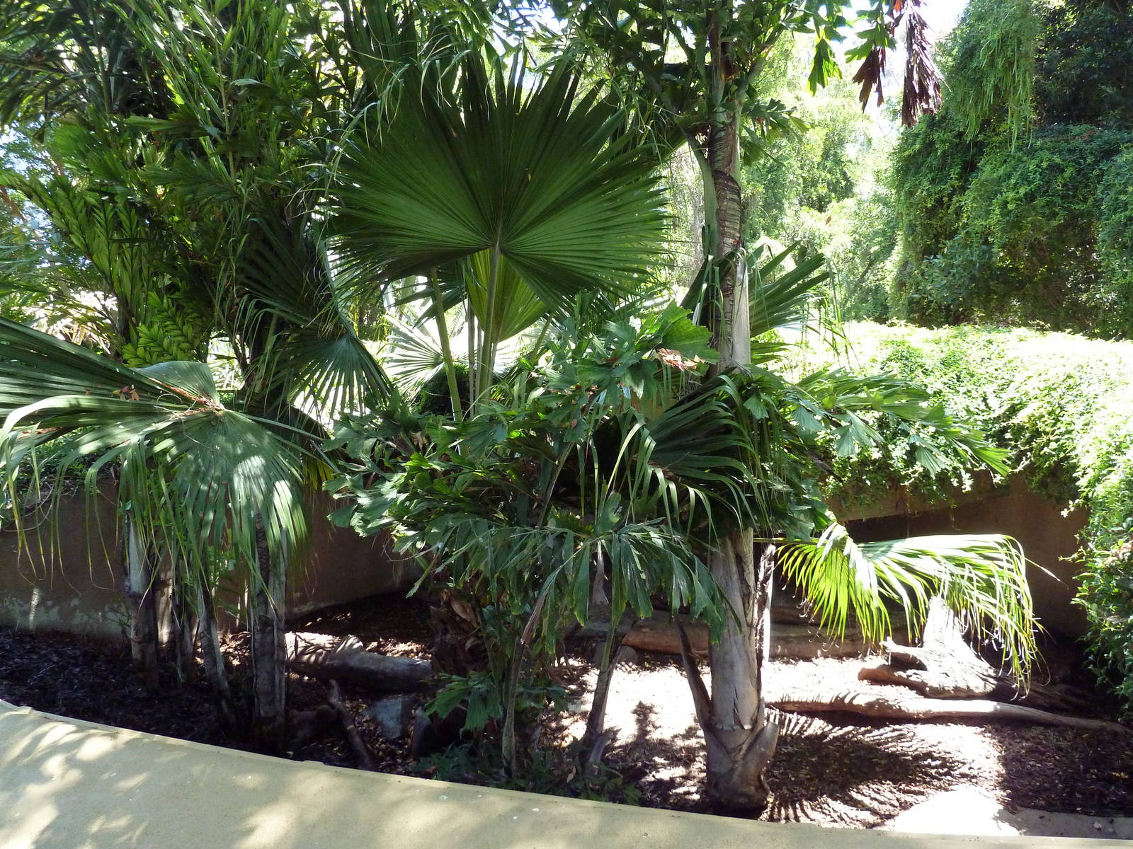 Burmese Brown Tortoise Exhibit