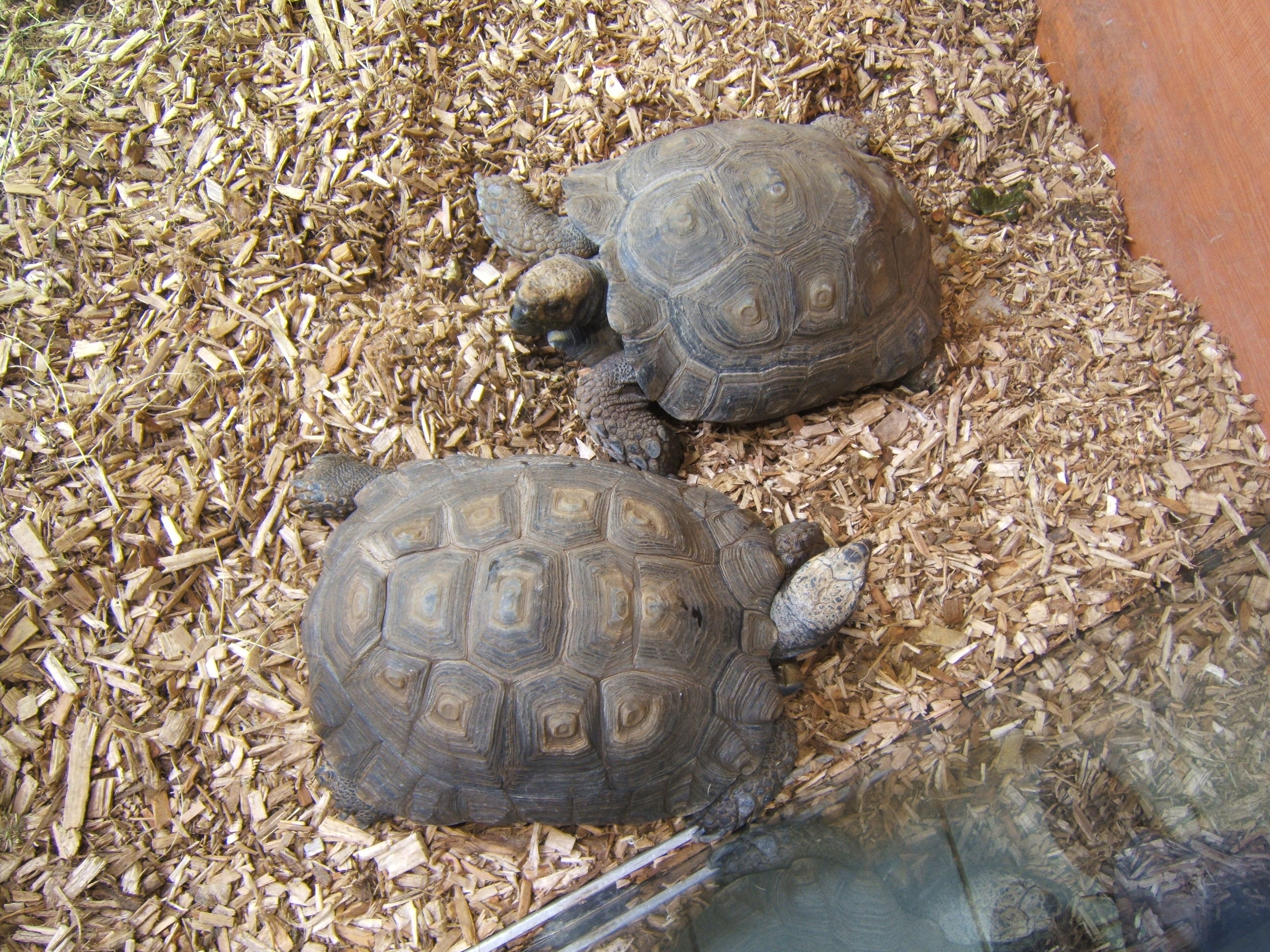 Burmese Brown Tortoise (Manouria emys phayeri)