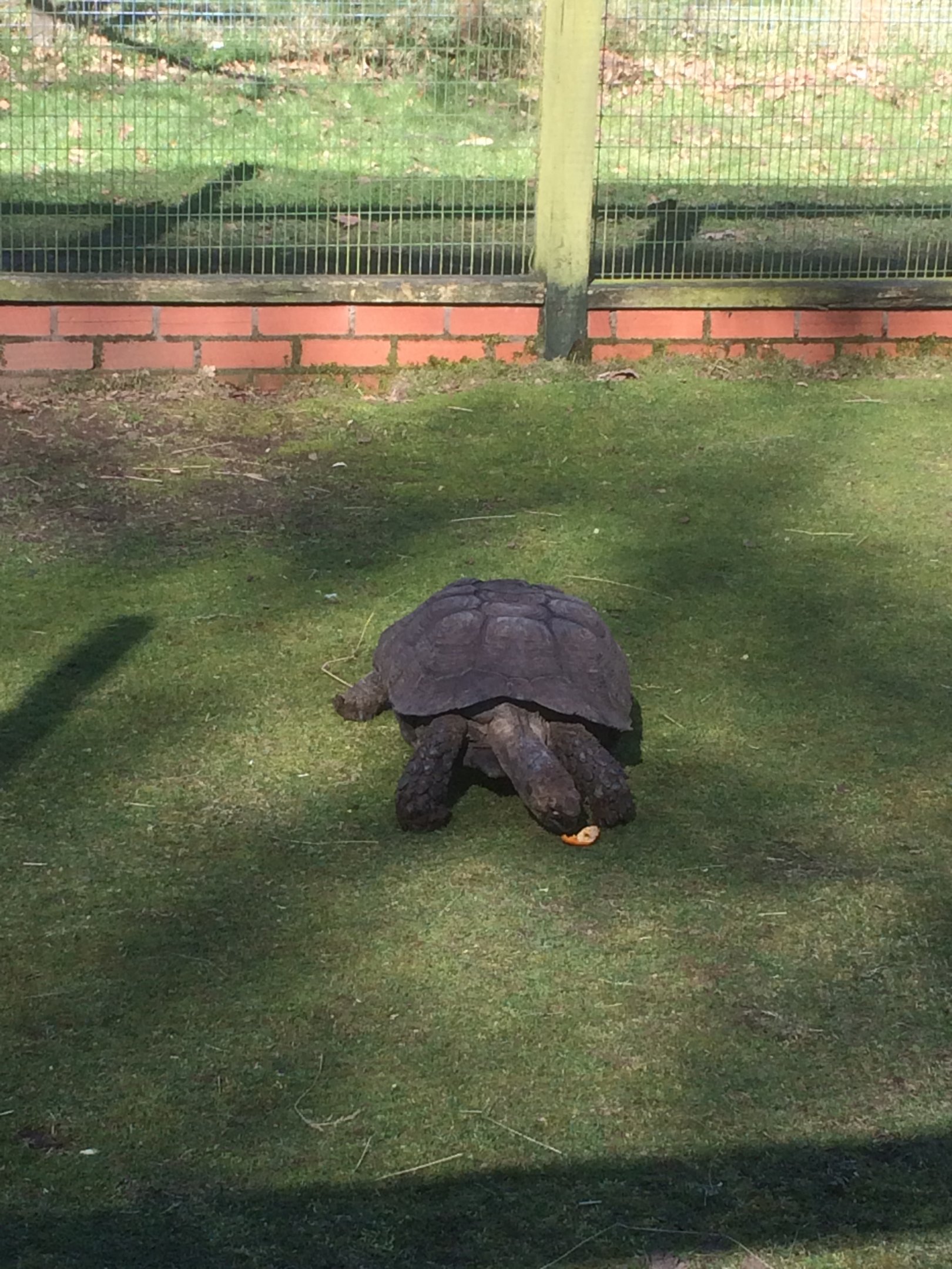 Burmese brown tortoise