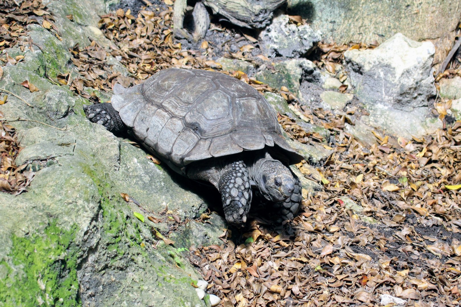 Burmese Brown Tortoise