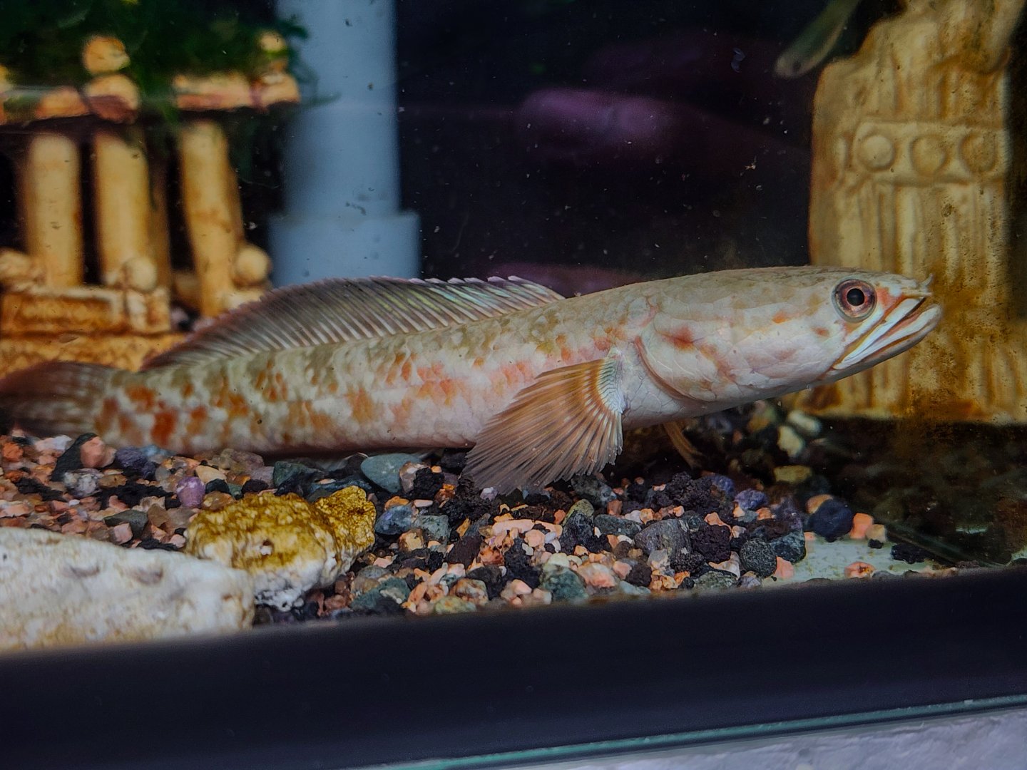Burmese Crimson-Blue Snakehead (Channa coccinea)