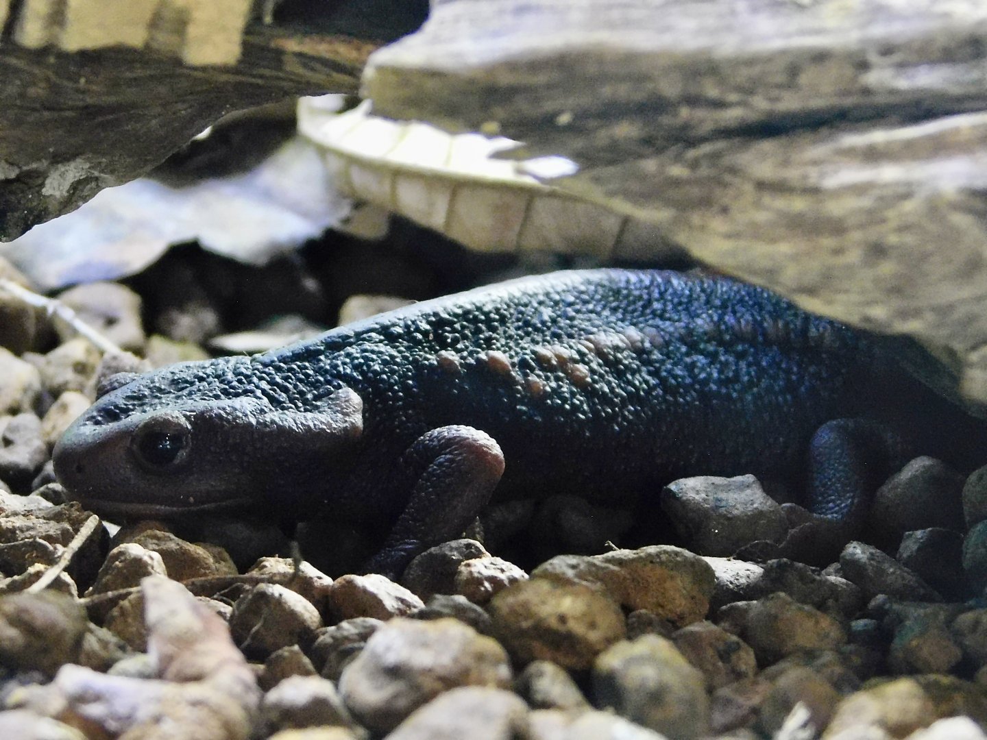 Burmese Crocodile Newt (Tylototriton verrucosus) - Itabashi Botanical Garden September 27, 2025