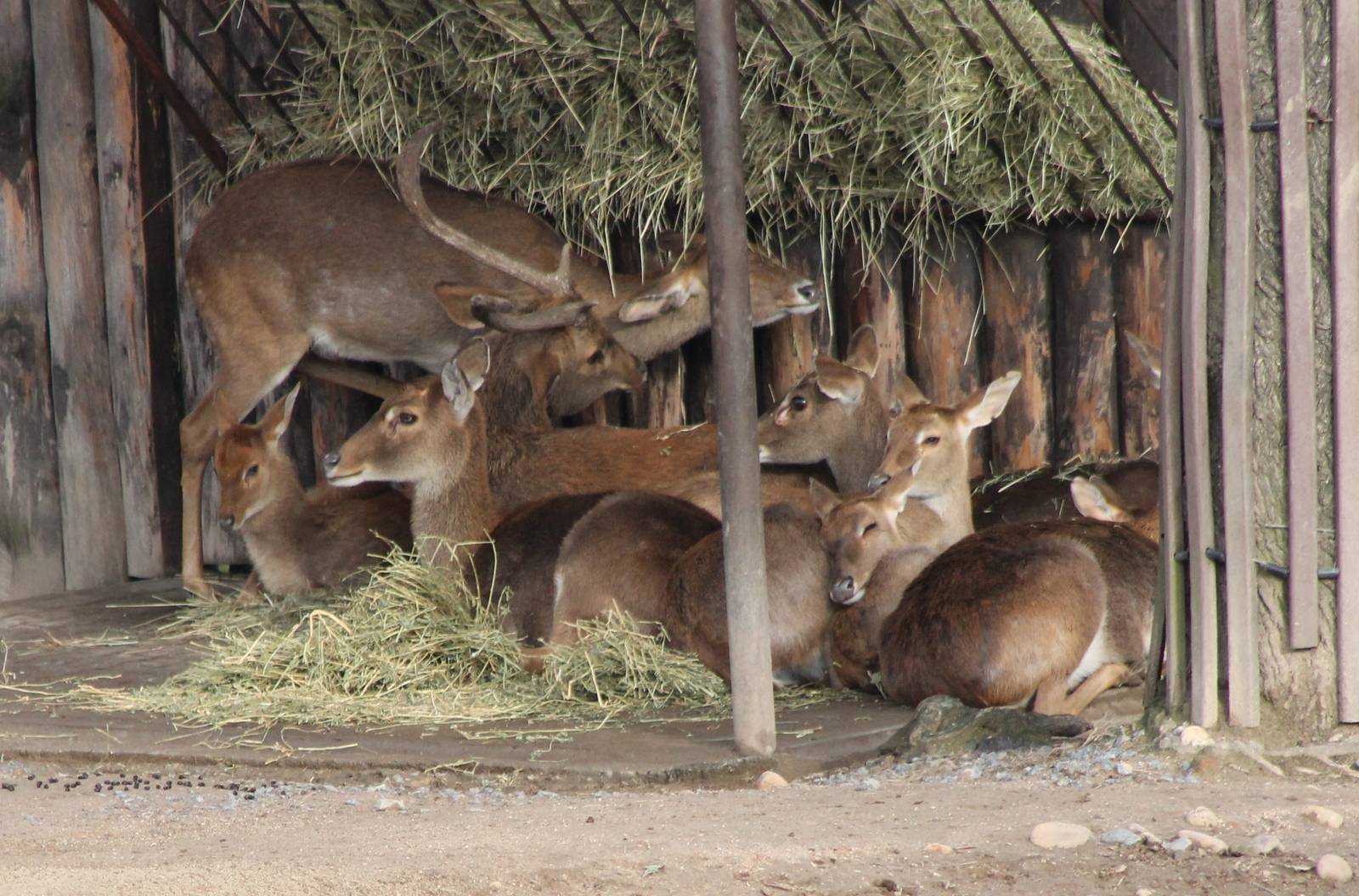 Burmese deers