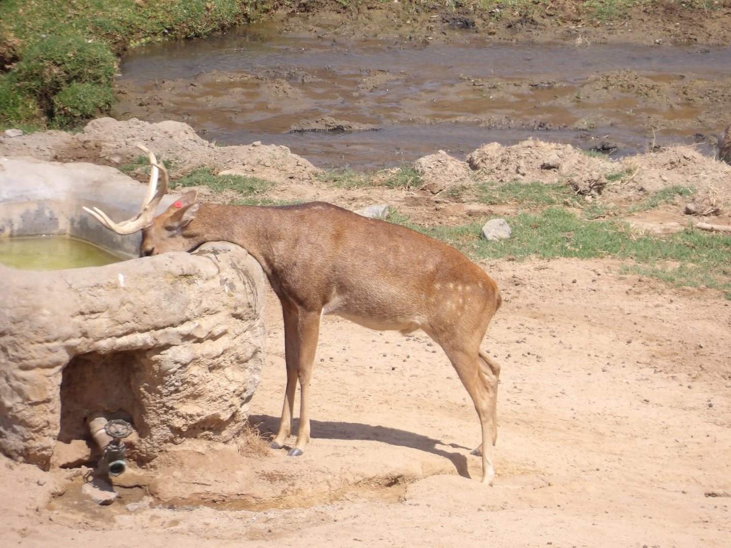 Burmese Eld's Deer(Rucervus eldii thamin)