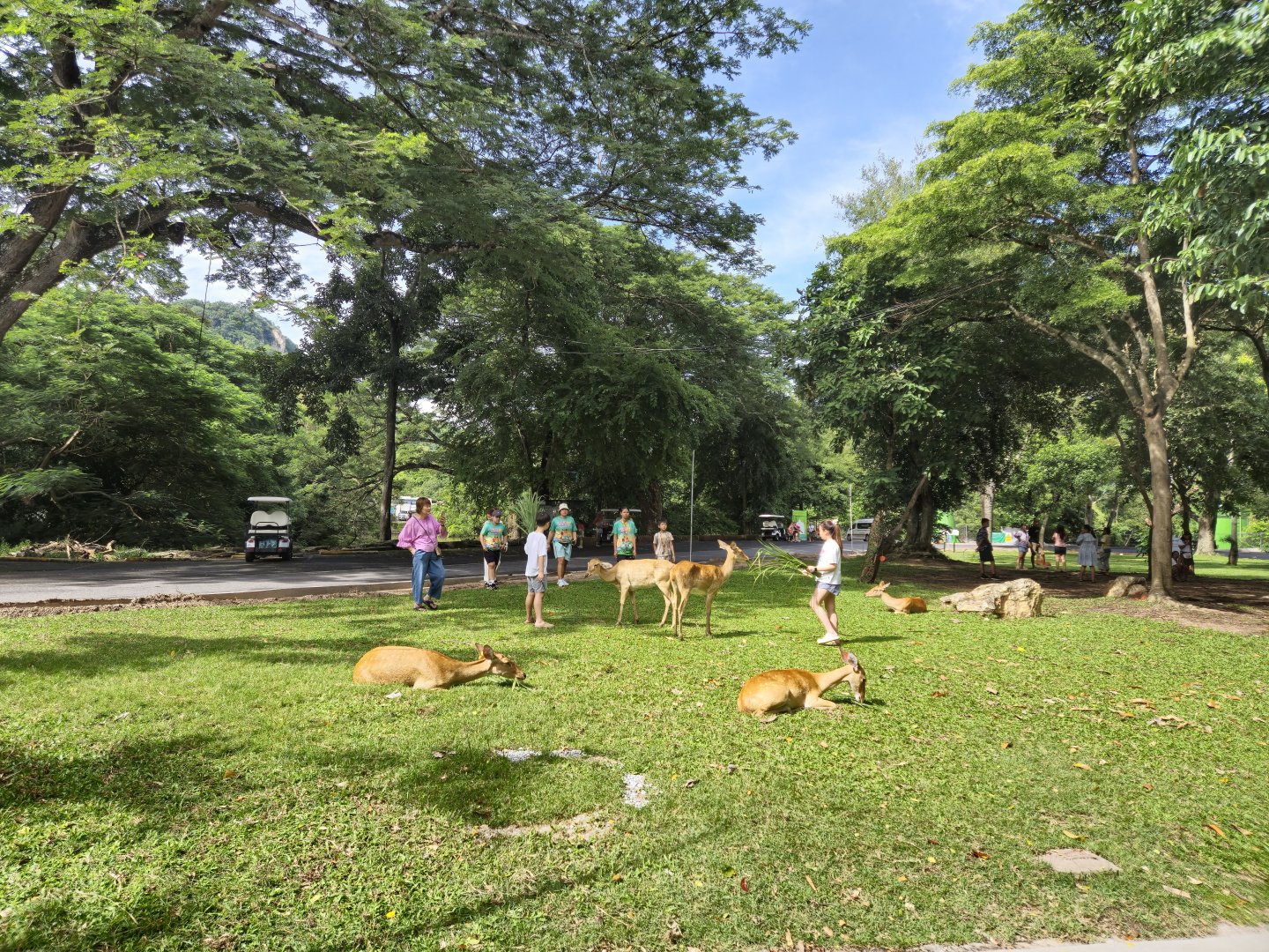 Burmese Eld's  Deers