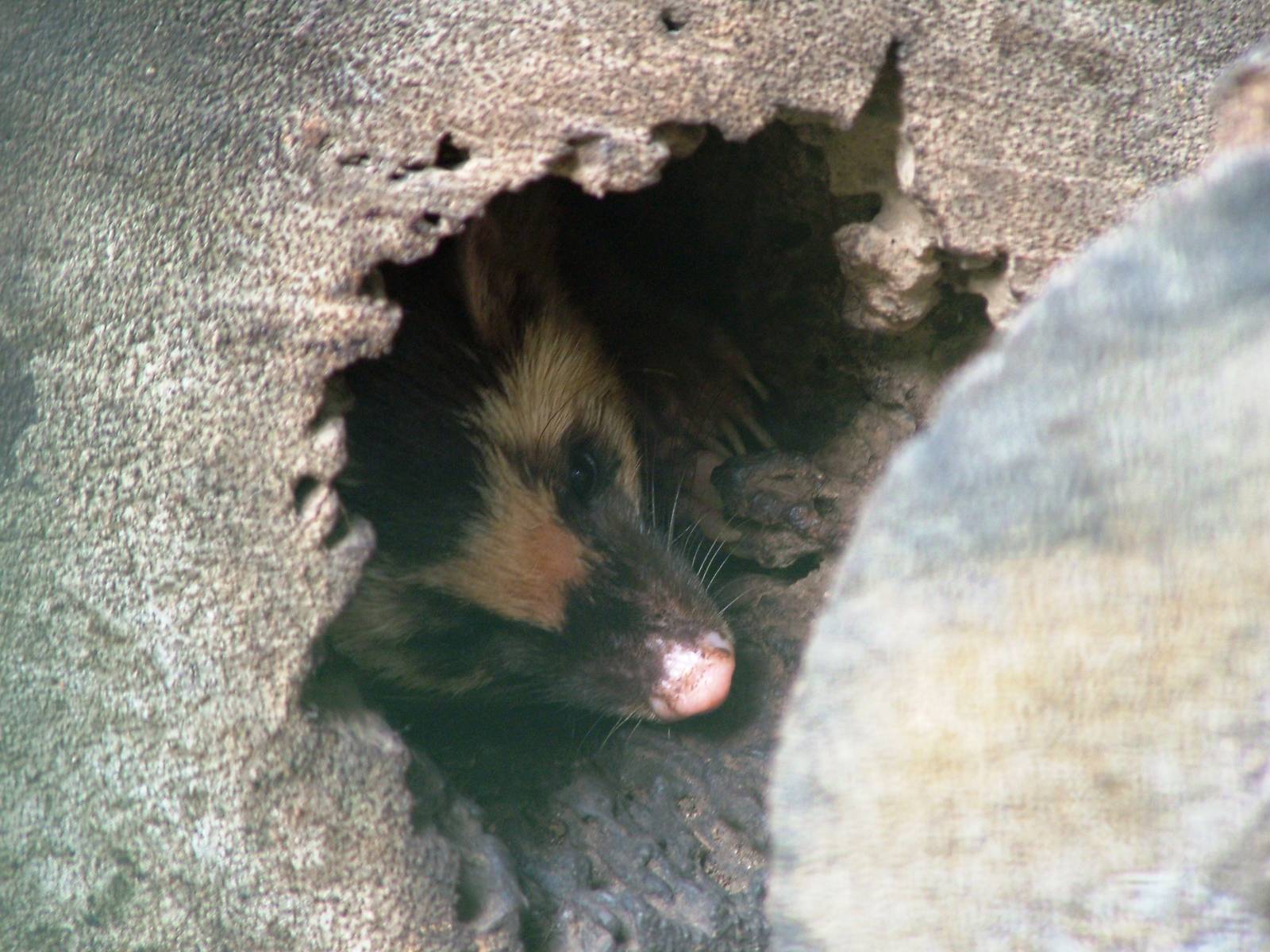 Burmese Ferret-Badger at Saigon Zoo, 16/03/12