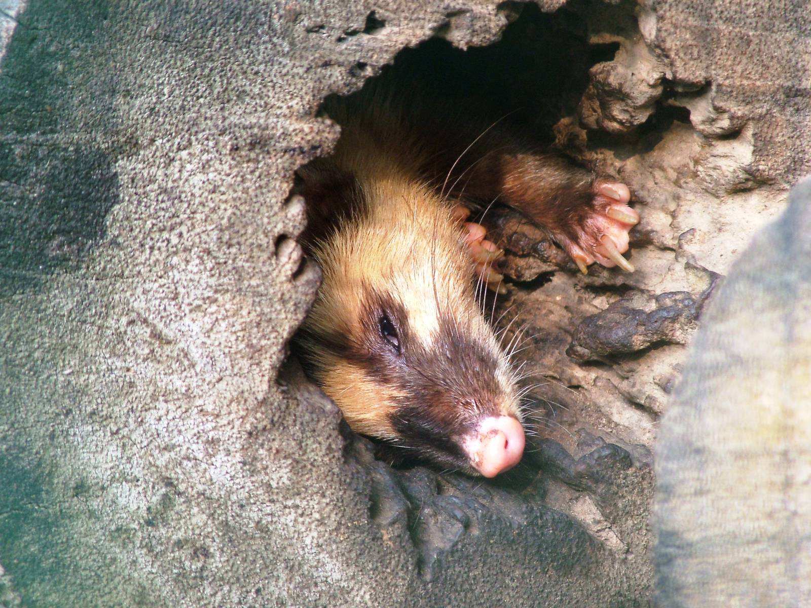 Burmese Ferret-Badger at Saigon Zoo, 16/03/12