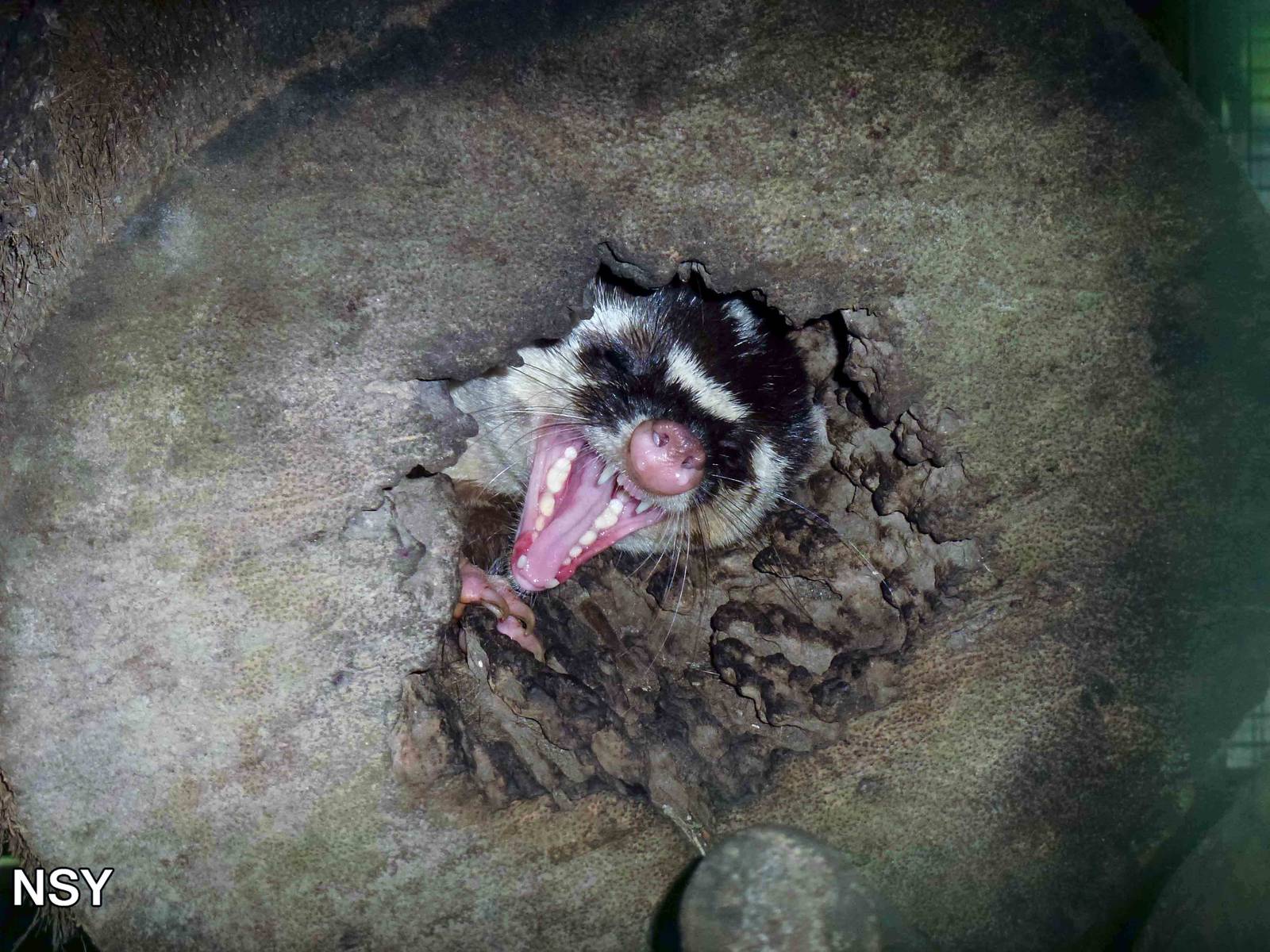 Burmese ferret-badger, May 2013.