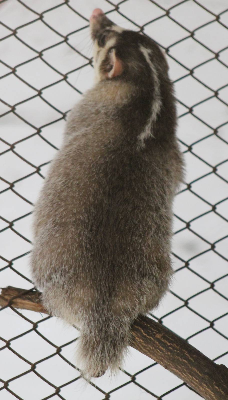 Burmese ferret-badger (Melogale personata)
