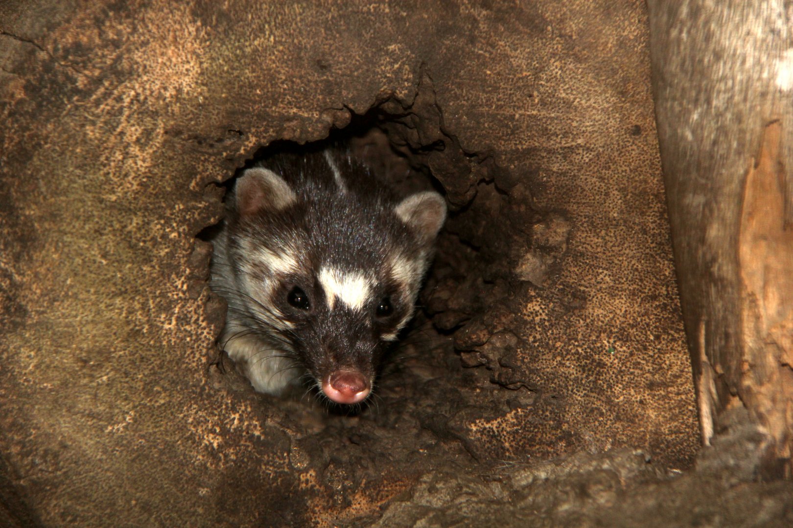 Burmese ferret-badger (Melogale personata)