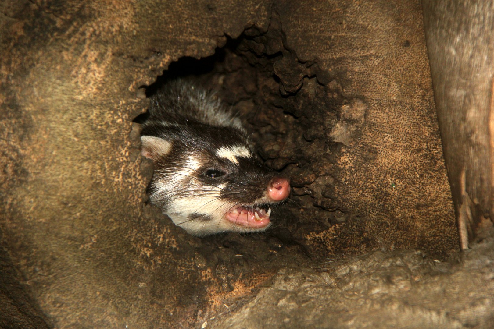 Burmese ferret-badger (Melogale personata)