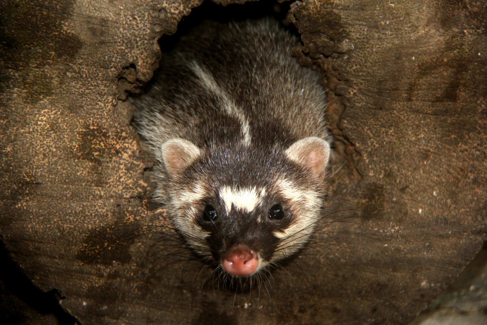 Burmese ferret-badger (Melogale personata)