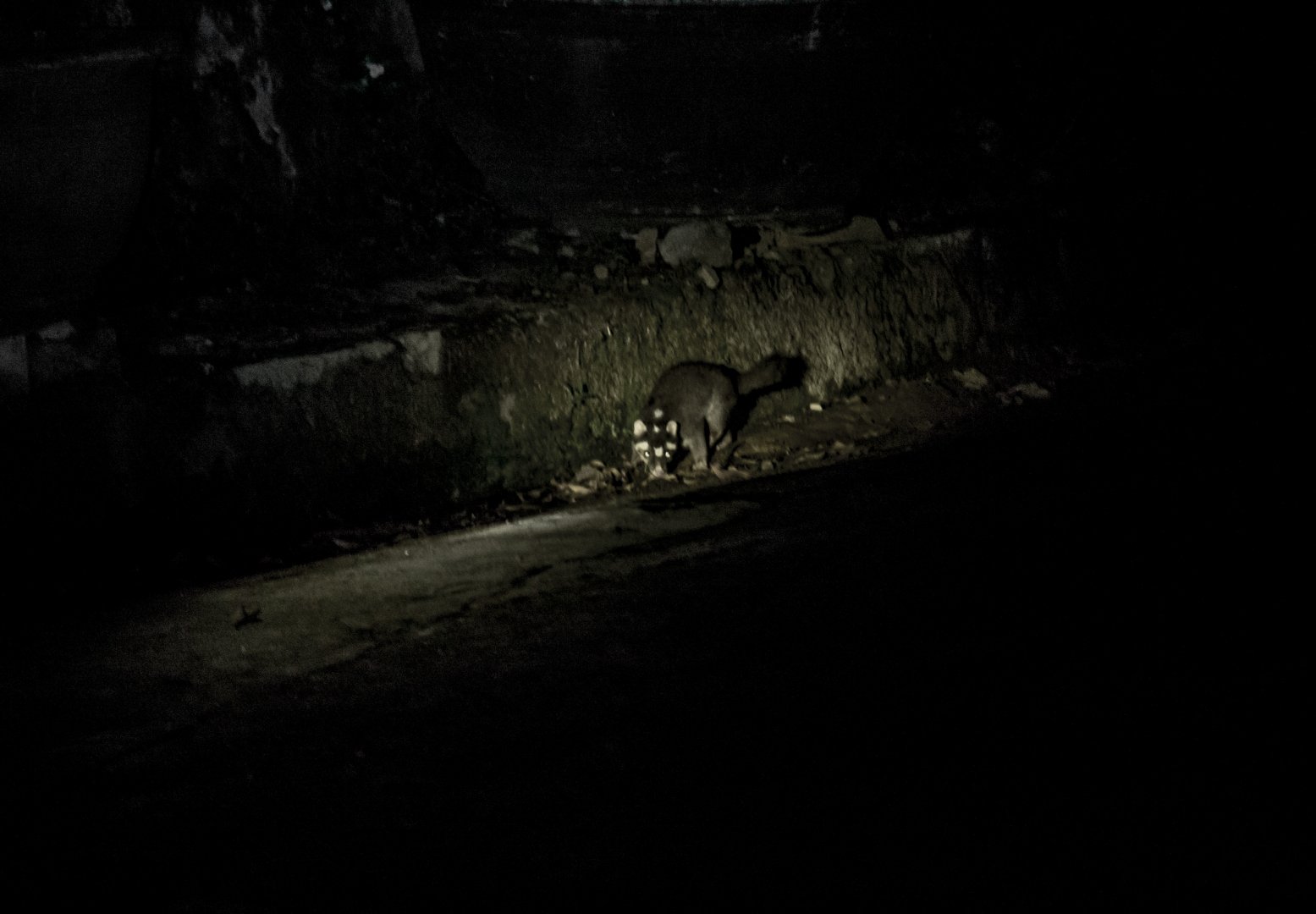 Burmese ferret-badger, Melogale personata