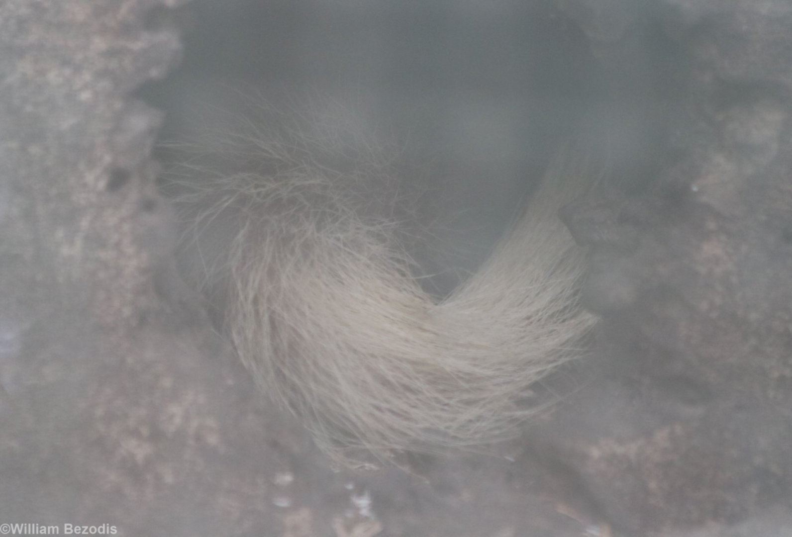 Burmese Ferret-badger Tail