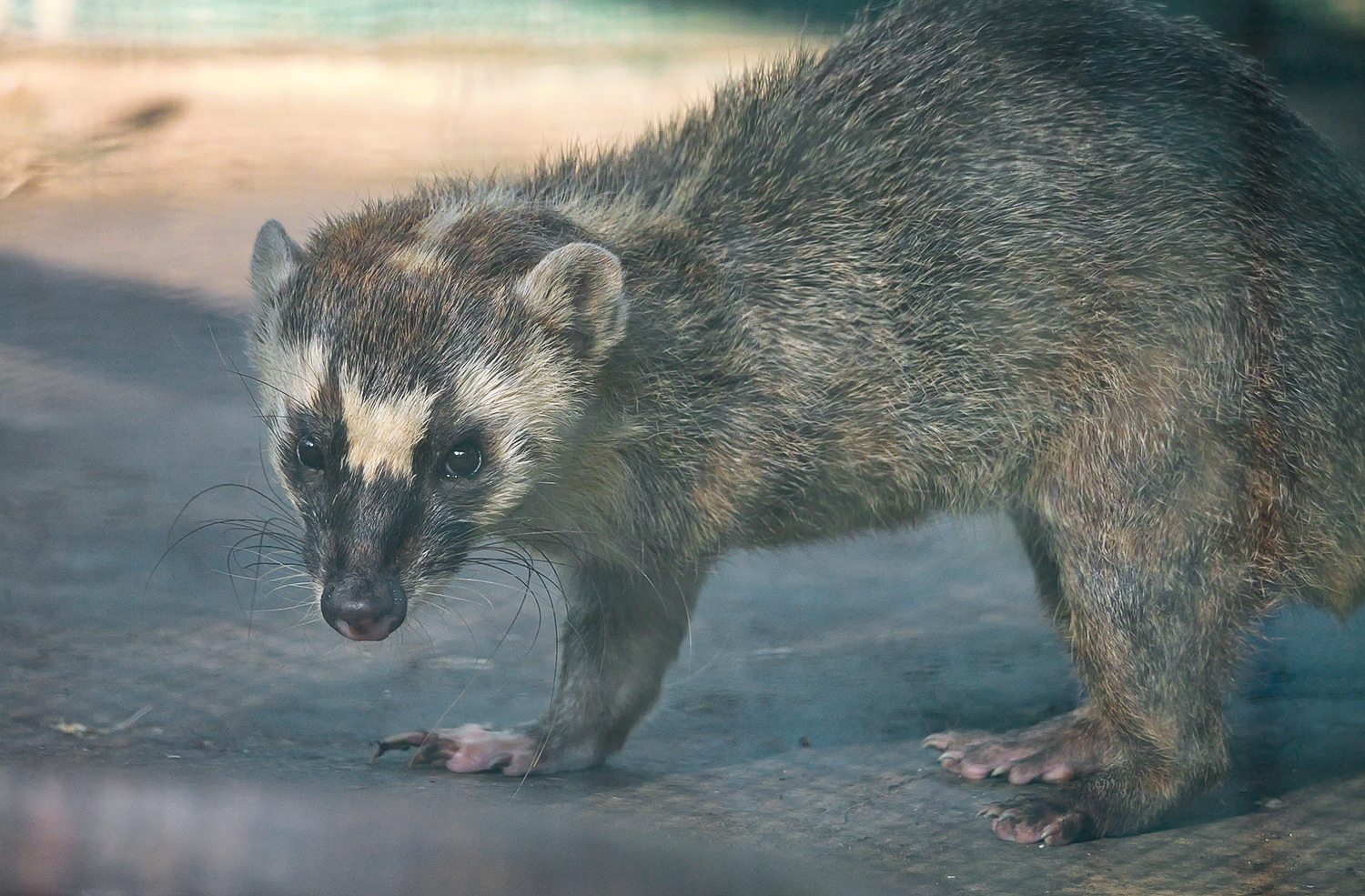 Burmese ferret-badger