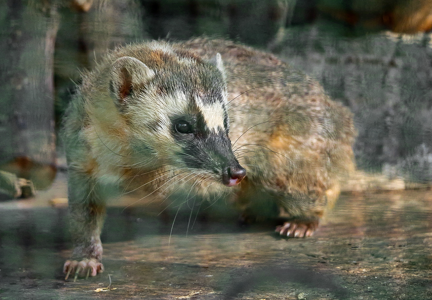 Burmese ferret-badger