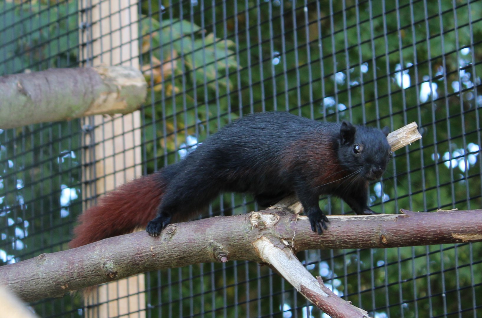 Burmese Finlayson's squirrel