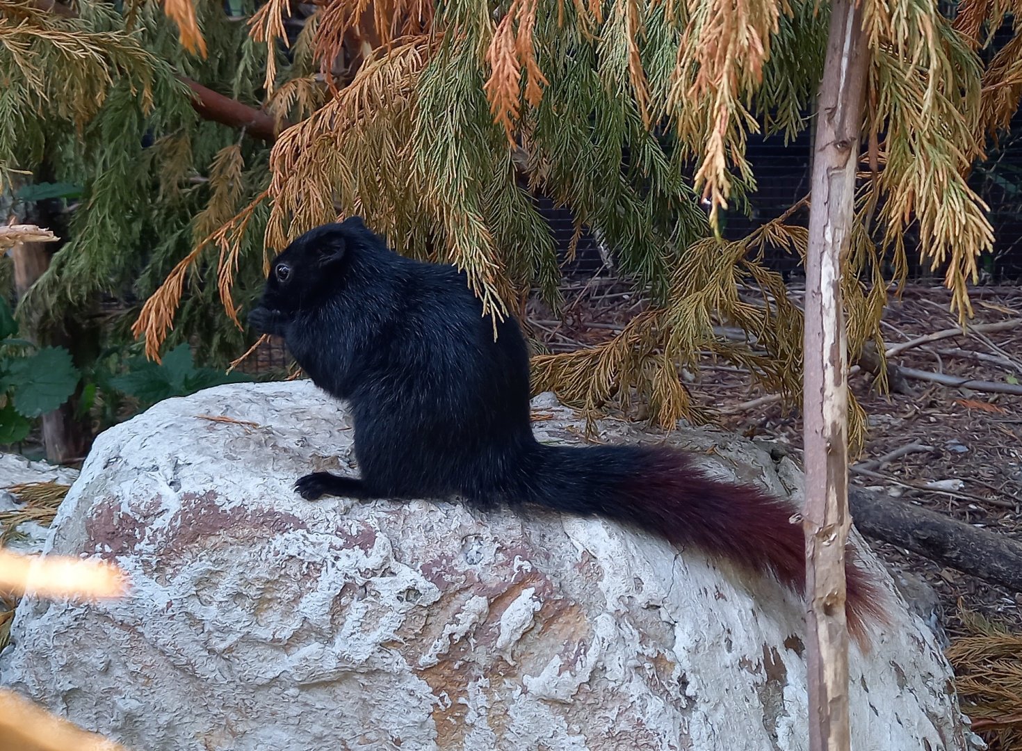 Burmese finlayson's squirrel