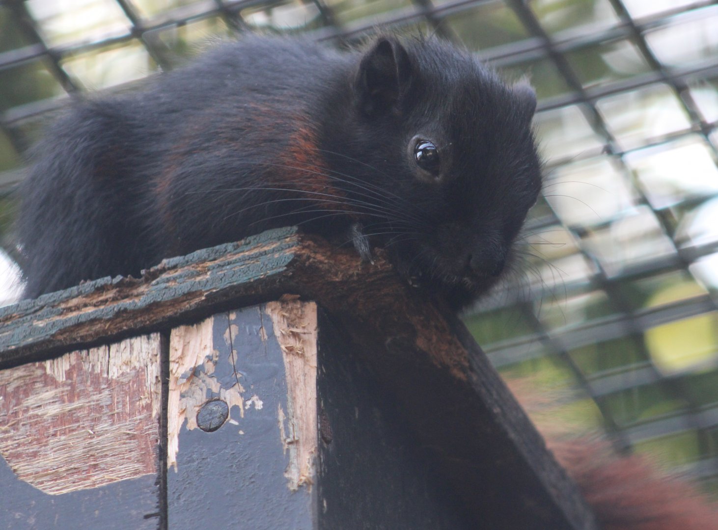 Burmese finlayson's squirrel