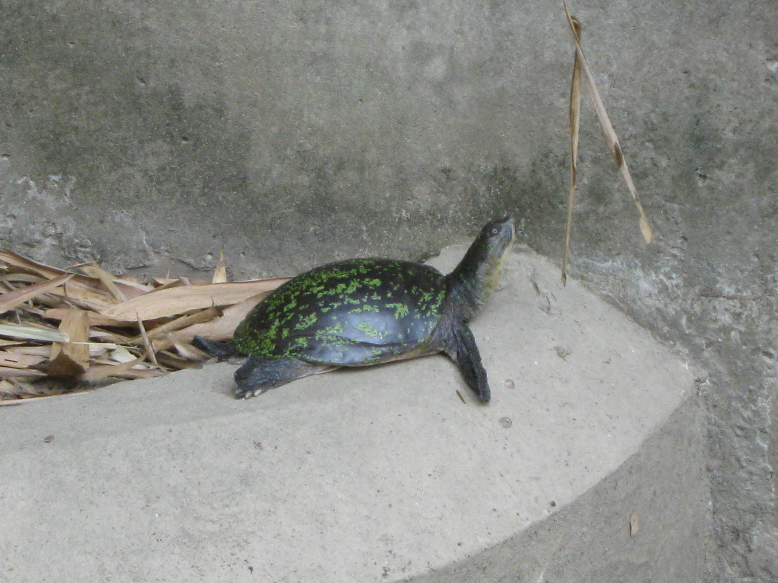 Burmese Flap-shelled Turtle (Lissemys scutata)