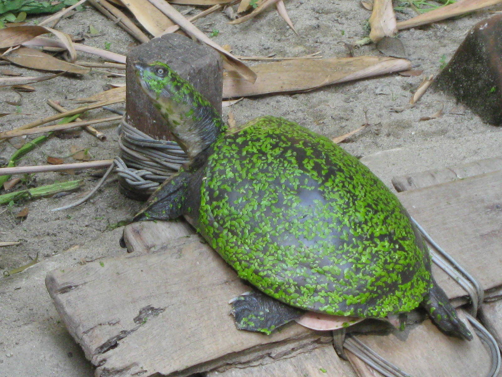 Burmese Flap-shelled Turtle (Lissemys scutata)