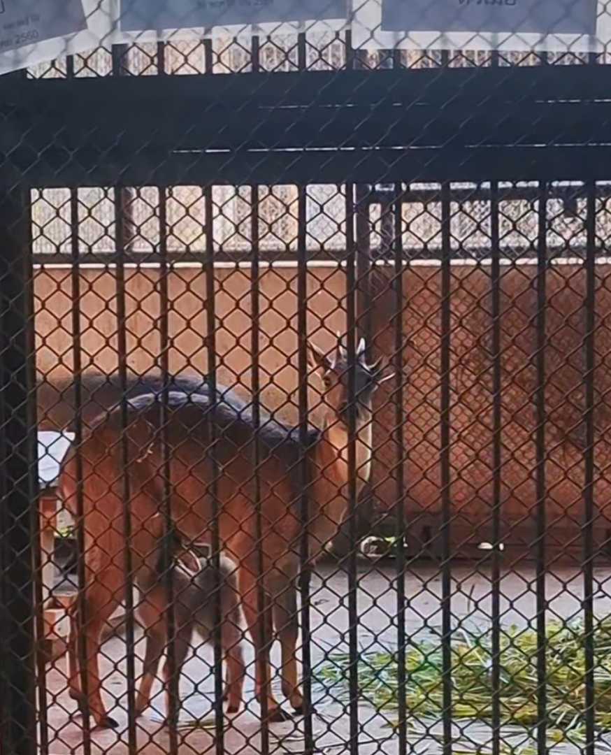 Burmese Goral family (offshow)
