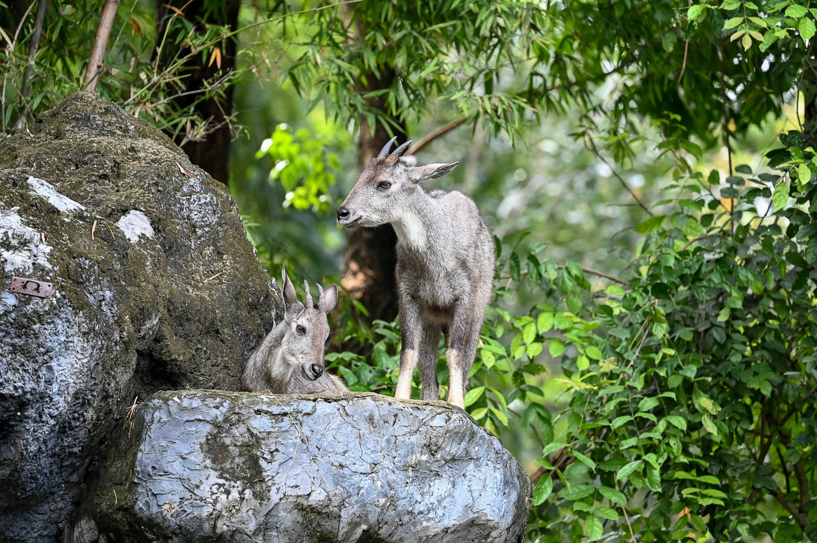 Burmese goral（Naemorhedus evansi）