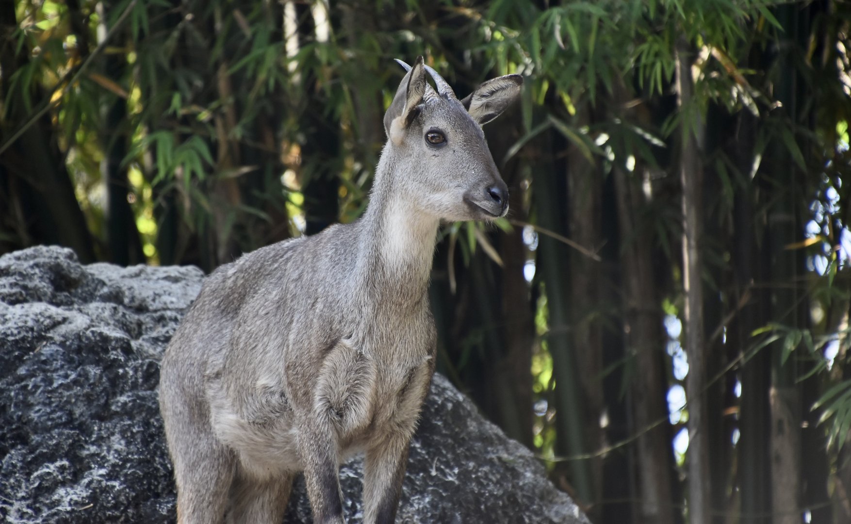 Burmese Goral (Naemorhedus evansi)