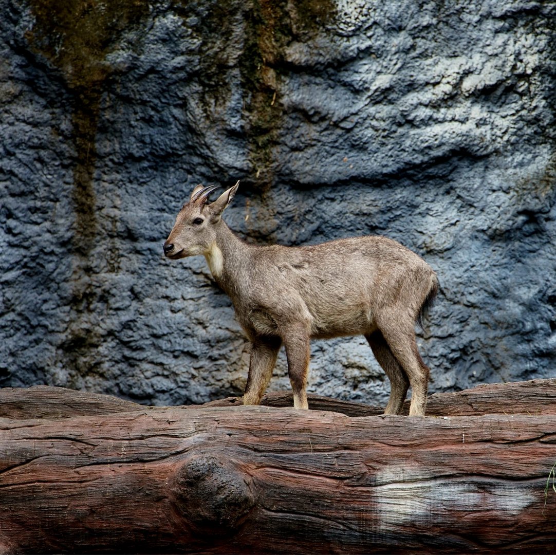Burmese Goral